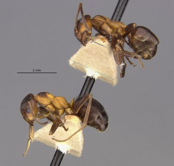 Media type: image;   Entomology 21730 Aspect: halb